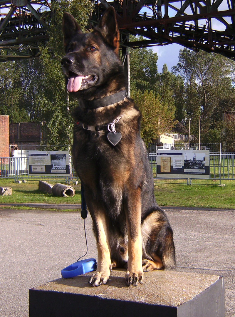 Artus der W�chter